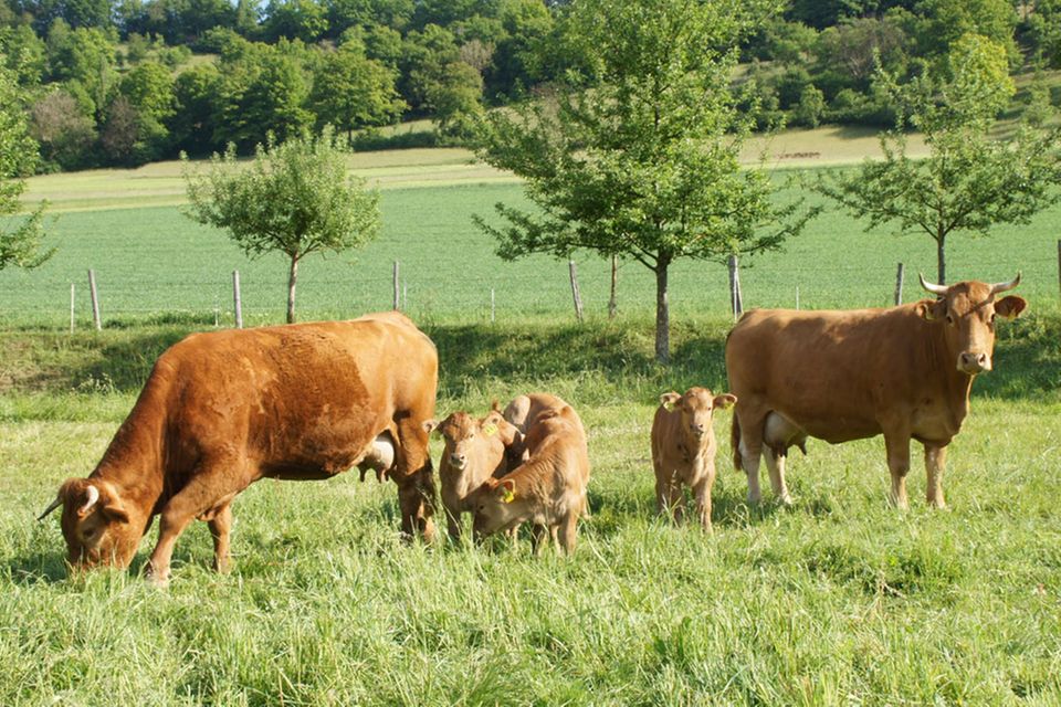 Limpurger Kühe mit Kälbern Limpurger Kühe mit Kälbern