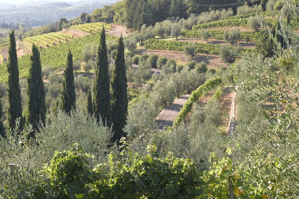 Weingut Gagliole in der Toskana