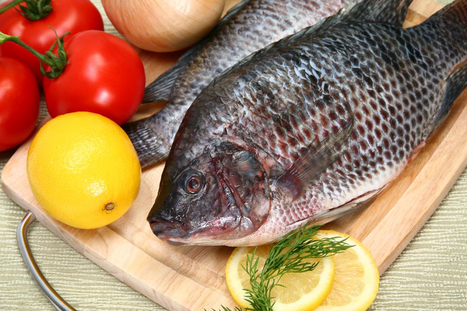 Tilapia gehört zur Familie der Buntbarsche. Tilapia gehört zur Familie der Buntbarsche.