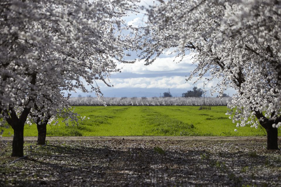 Lockt Touristen an: Mandelblüte in Kalifornien Lockt Touristen an: Mandelblüte in Kalifornien