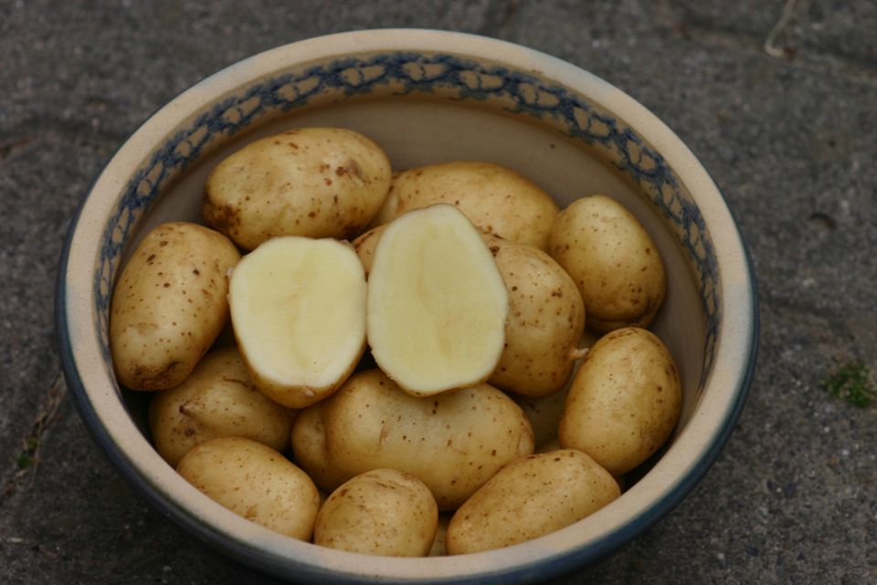 Kartoffel des Jahres 2012: Bintje
