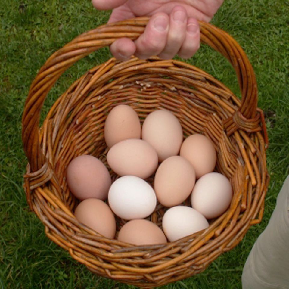 Eier im Korb - noch sind sie ganz! Eier im Korb - noch sind sie ganz!