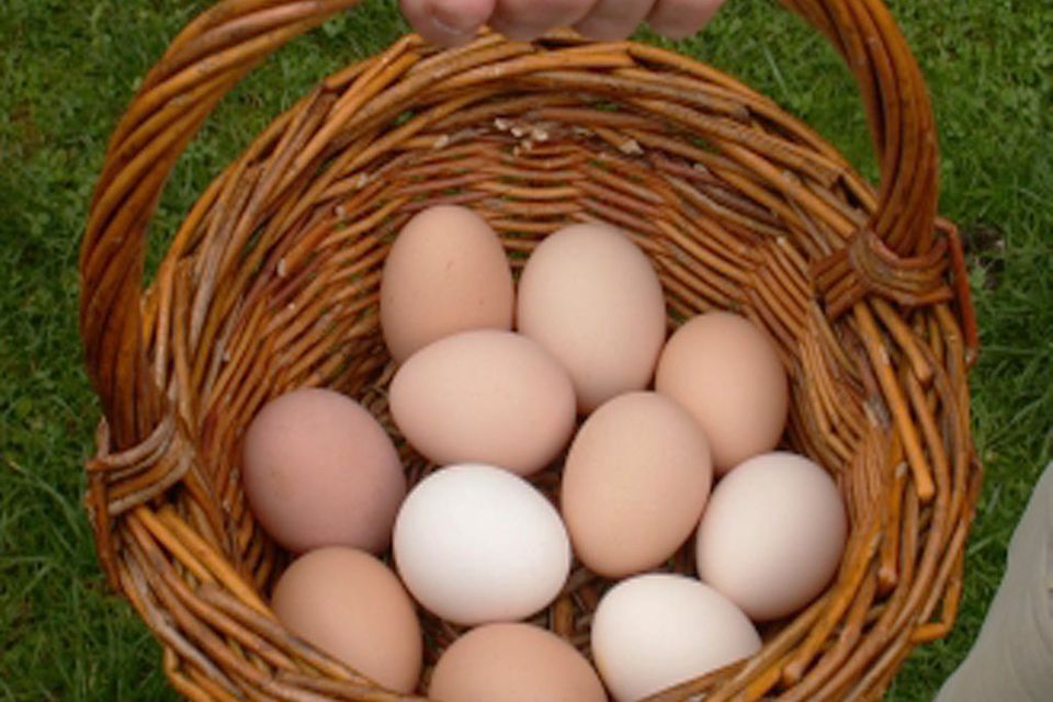 Eier im Korb - noch sind sie ganz!
