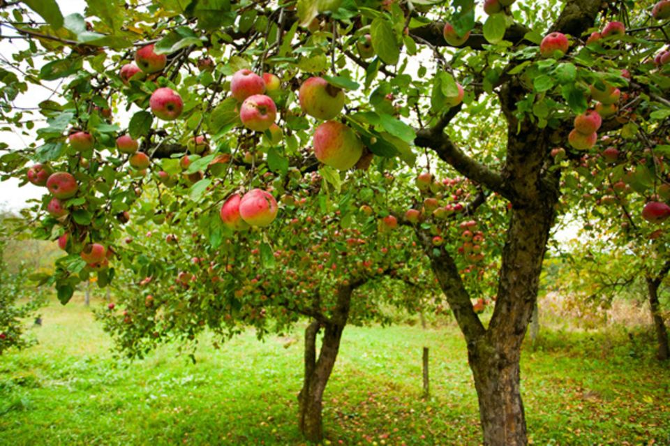 Äpfel zum Pflücken und Sammeln