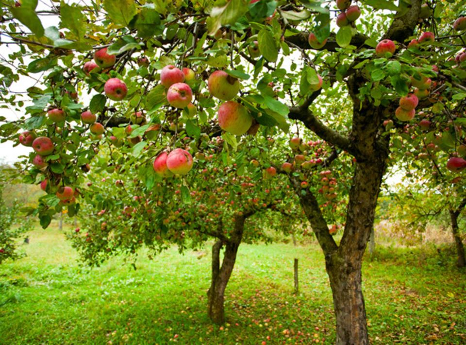 Äpfel zum Pflücken und Sammeln Äpfel zum Pflücken und Sammeln