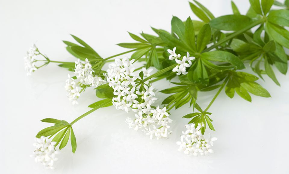 Kleiner Waldmeisterstrauß mit weißen Blüten Kleiner Waldmeisterstrauß mit weißen Blüten