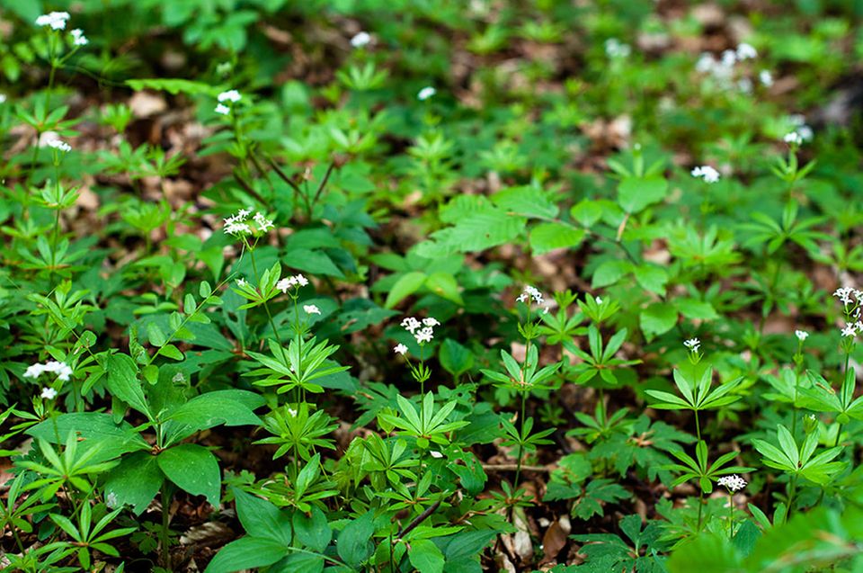 Waldmeisterbeet mit Blüten Waldmeisterbeet mit Blüten