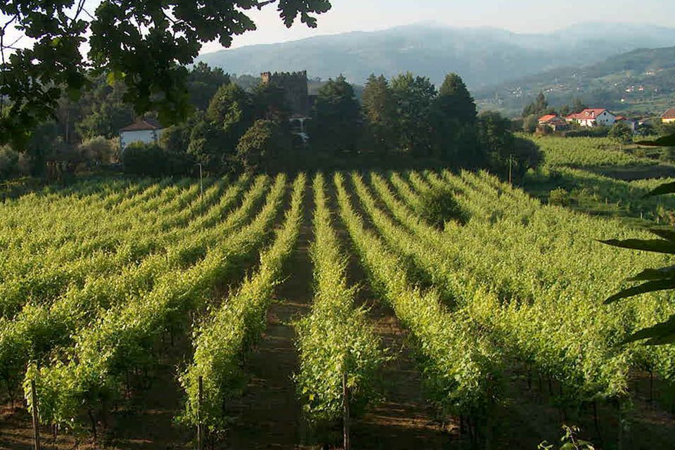 Seinen Namen “grüner Wein” verdankt der Vinho Verde der immergrünen Landschaft Nordportugals