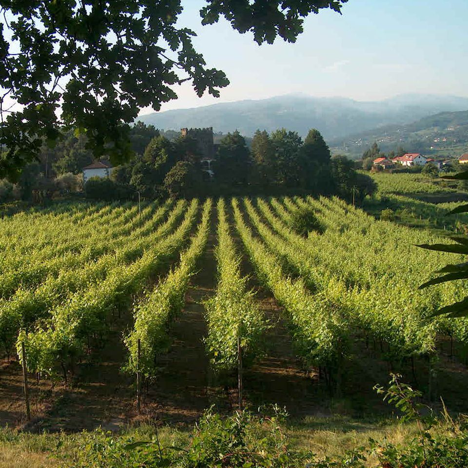 Seinen Namen “grüner Wein” verdankt der Vinho Verde der immergrünen Landschaft Nordportugals Seinen Namen “grüner Wein” verdankt der Vinho Verde der immergrünen Landschaft Nordportugals