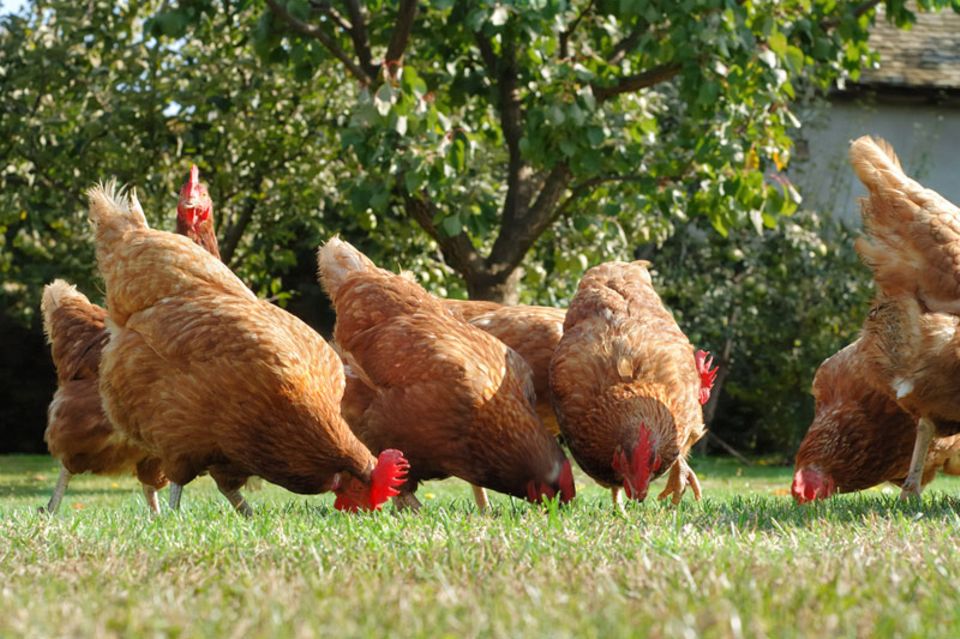 Freilandhühner beim Picken