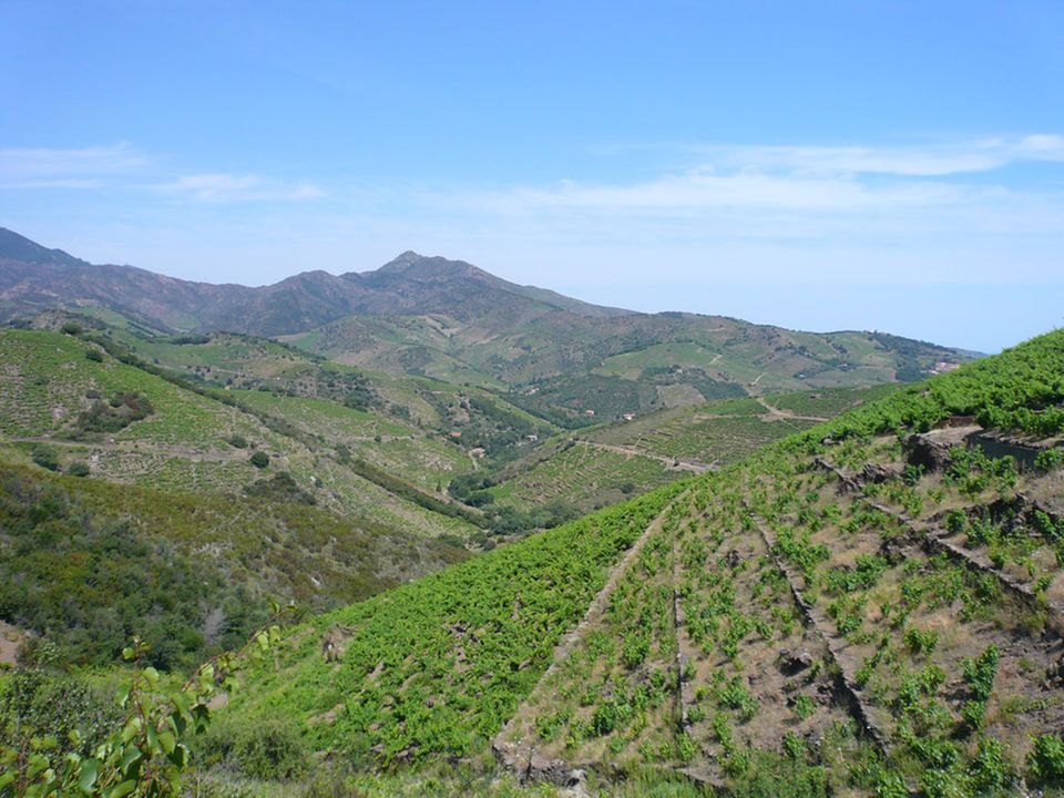 Weinberge im Languedoc Weinberge im Languedoc