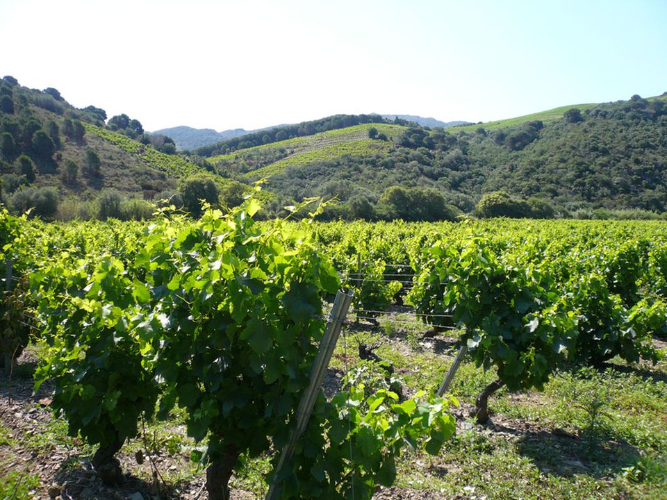 Weinreben Weinreben