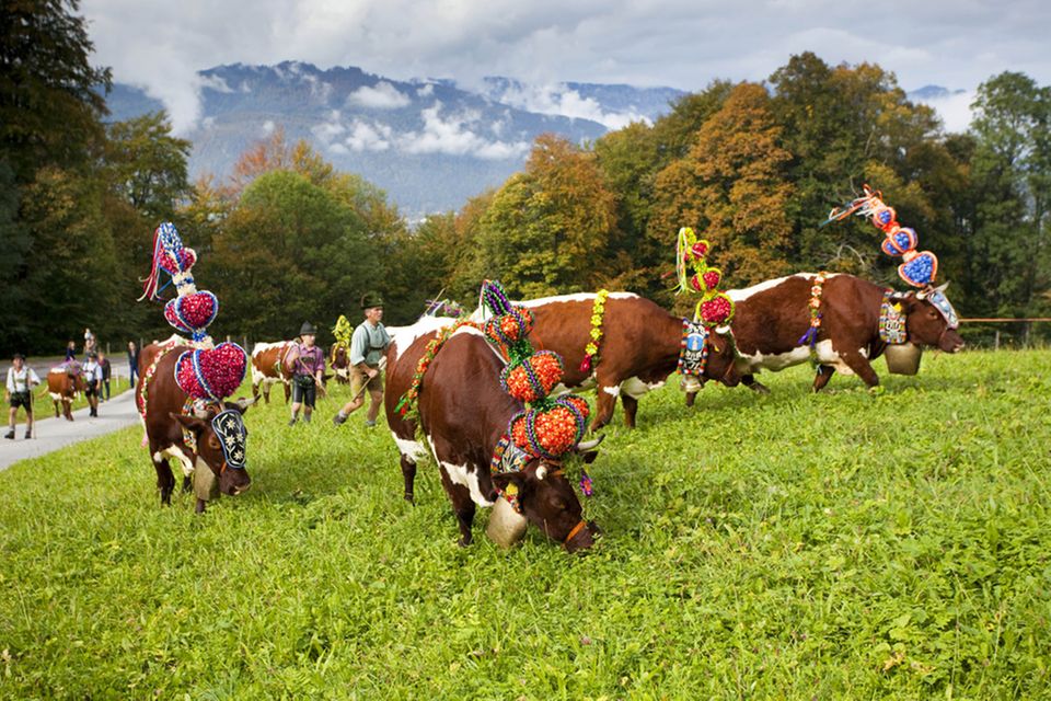 Der Bergsommer verlief gut und die Kühe sind festlich geschmückt Der Bergsommer verlief gut und die Kühe sind festlich geschmückt