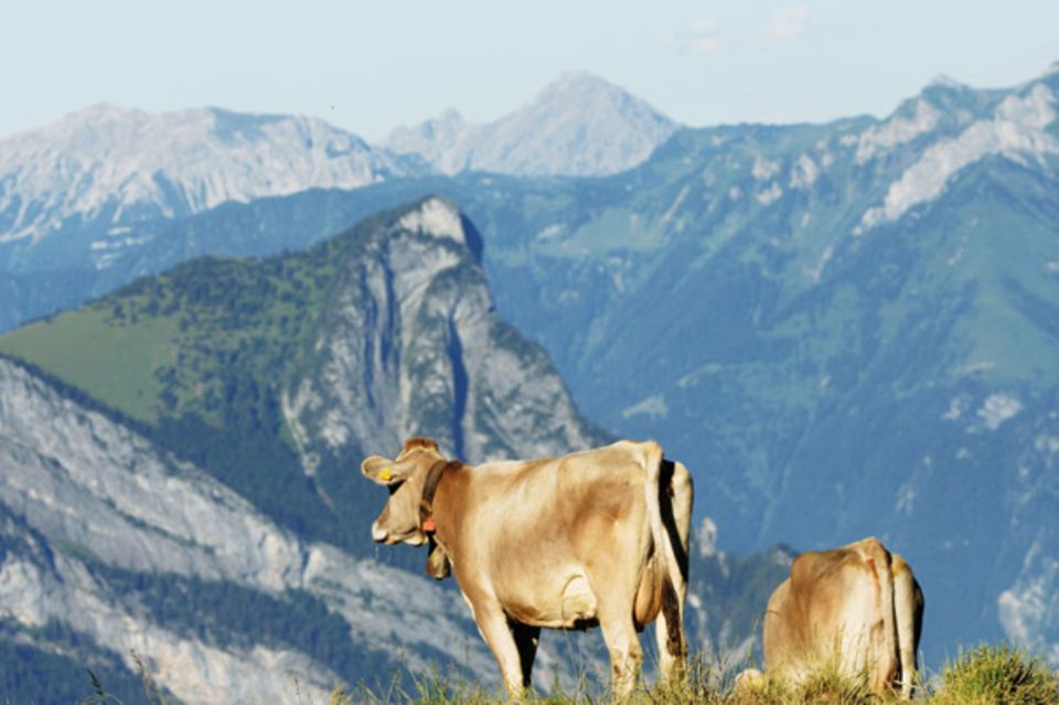 Frische Luft, Kräuter und Gras: Tiere auf der Schweizer Alp