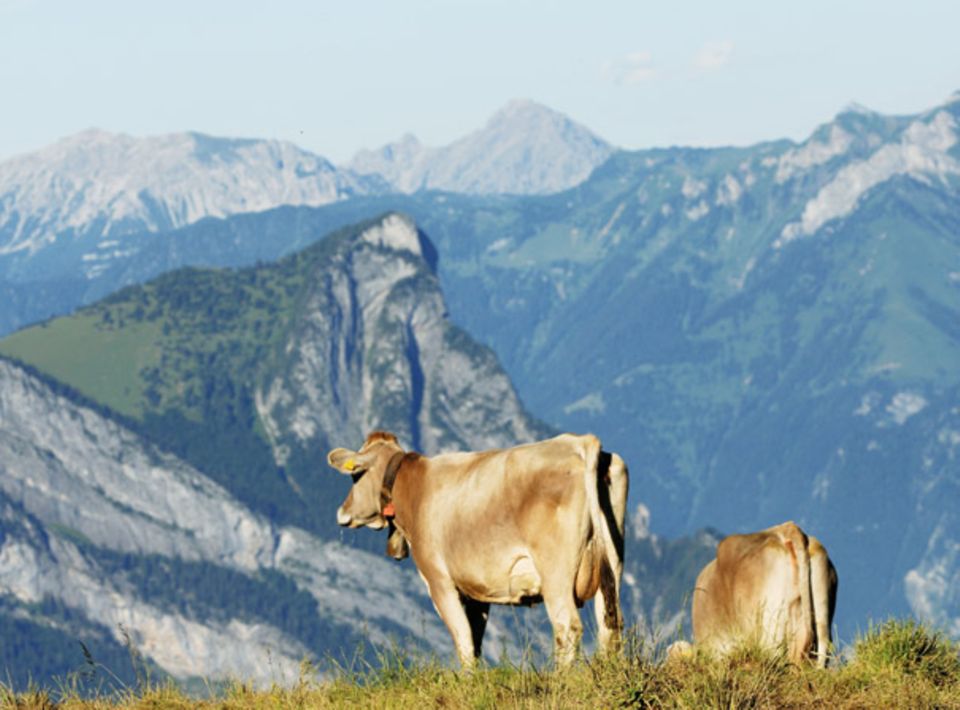Frische Luft, Kräuter und Gras: Tiere auf der Schweizer Alp Frische Luft, Kräuter und Gras: Tiere auf der Schweizer Alp