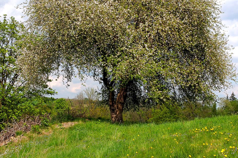 Krummer Stamm, leuchtende Blüten und herbe Früchte: der Wildapfel, Baum des Jahres 2013