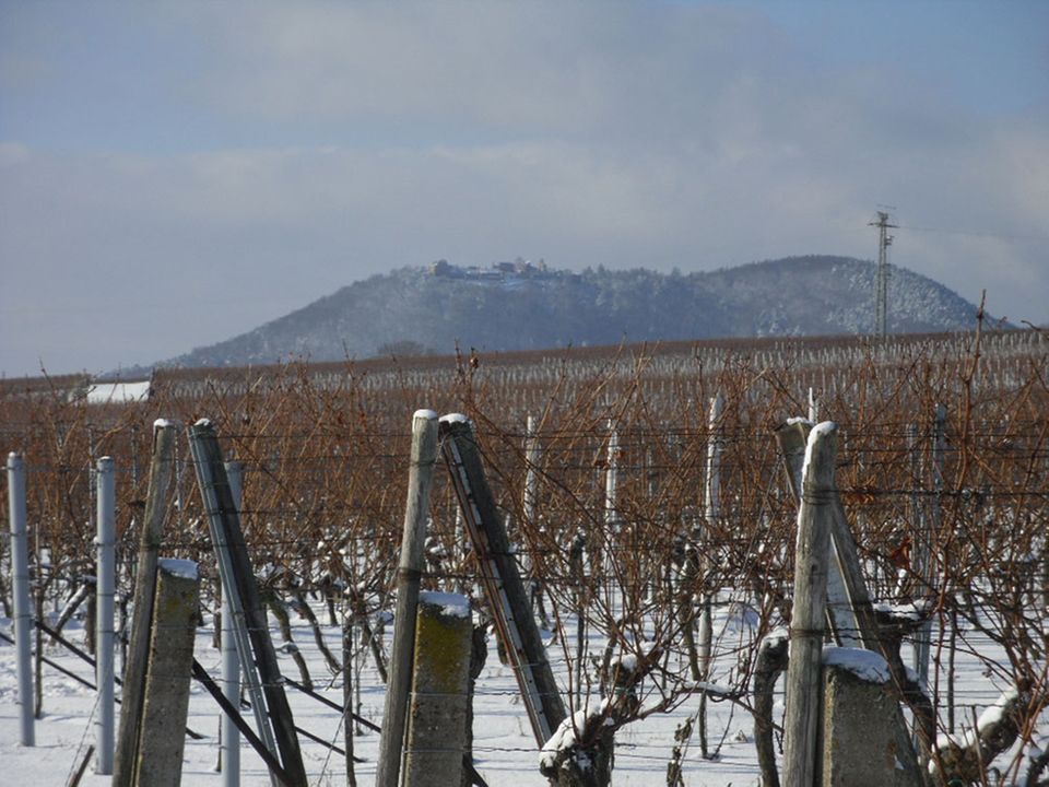 Weinreben in der Winterruhe Weinreben in der Winterruhe