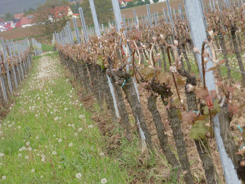 Ökologischer Pflanzenschutz: Braune Pheromon-Dispenser zwischen den austreibenden Reben Ökologischer Pflanzenschutz: Braune Pheromon-Dispenser zwischen den austreibenden Reben