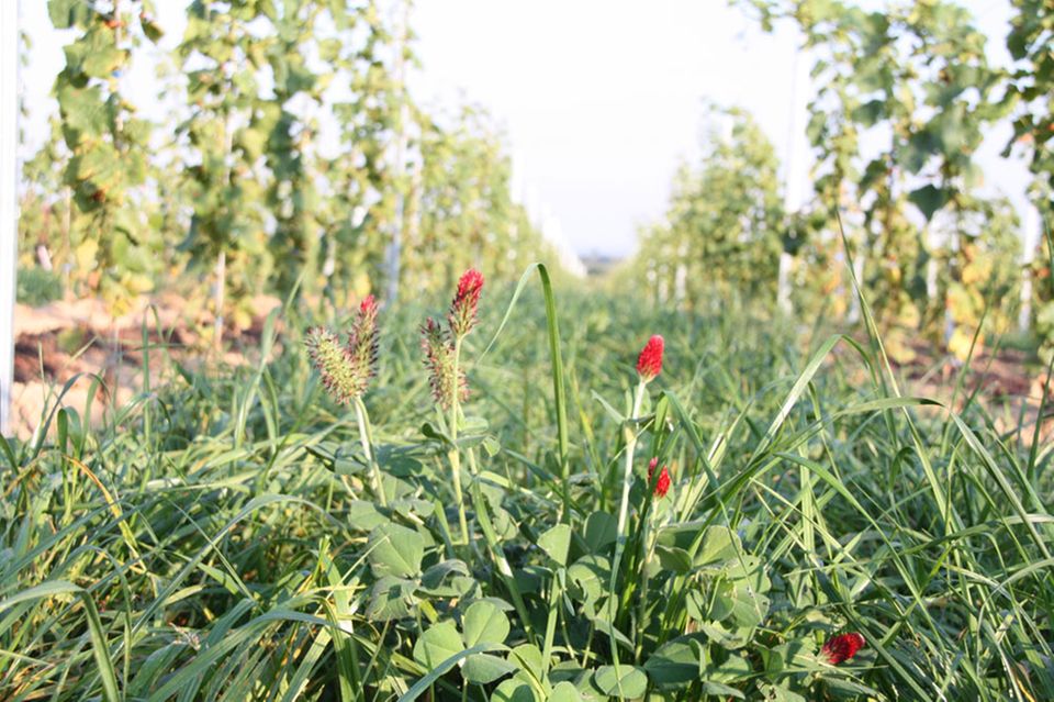 Der Sommer beginnt: Begrünte Gasse im Weinberg Der Sommer beginnt: Begrünte Gasse im Weinberg