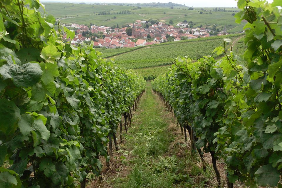 Weinberg nach dem sommerlichen Laubschnitt Weinberg nach dem sommerlichen Laubschnitt