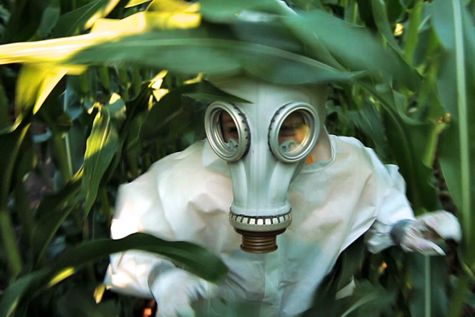 Person mit Schutzkleidung in einem Maisfeld. Filmstill aus GMO OMG
