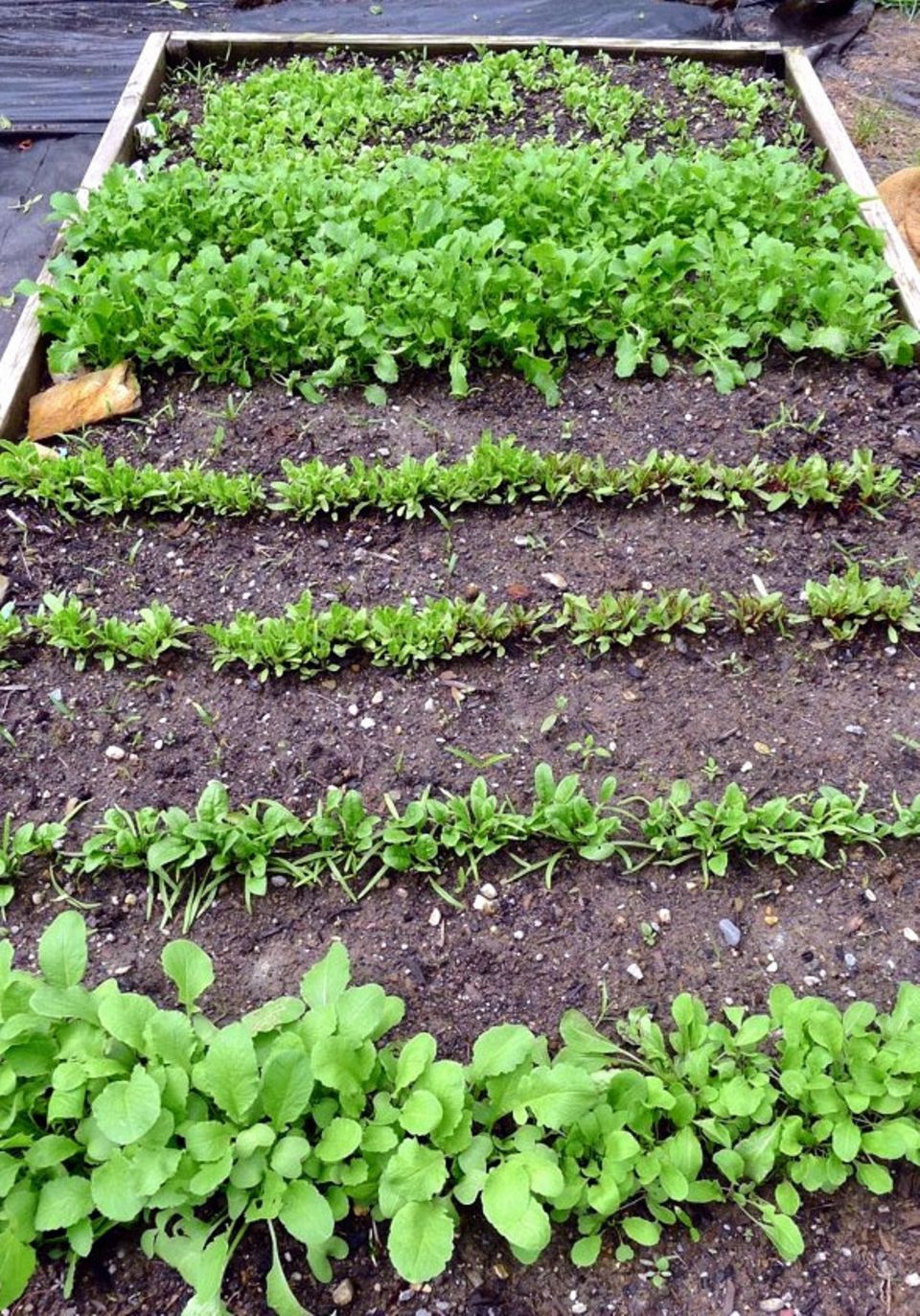 Gemüsegarten leicht gemacht [ESSEN UND TRINKEN]