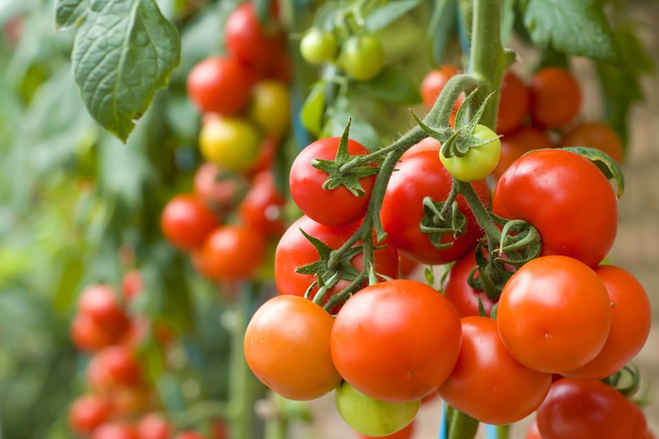 Tomaten selbst ernten [ESSEN UND TRINKEN]