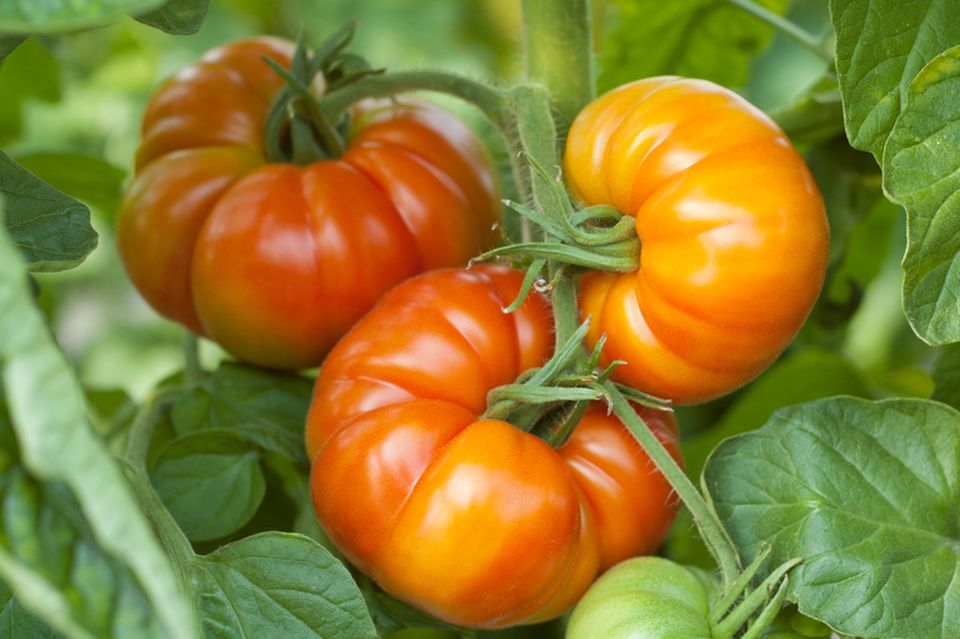 Tomaten-Spezialität: "Vierländer Platte", auch "Krause" genannt