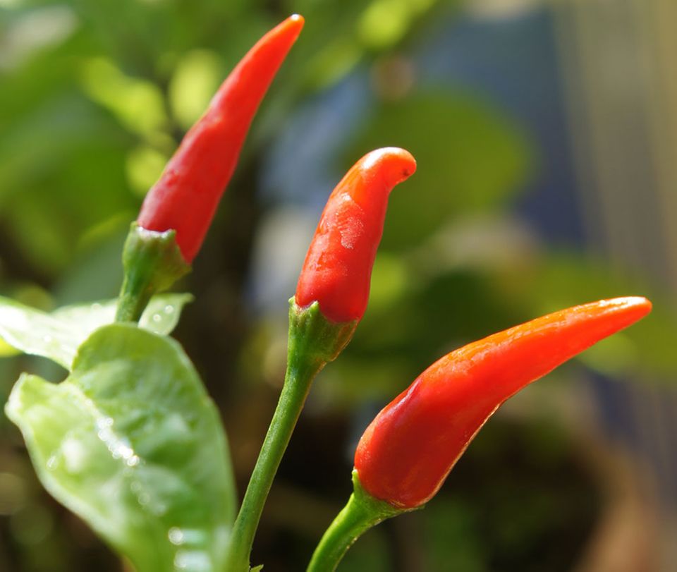 Von fruchtig-mild bis höllisch scharf: Chilis Von fruchtig-mild bis höllisch scharf: Chilis