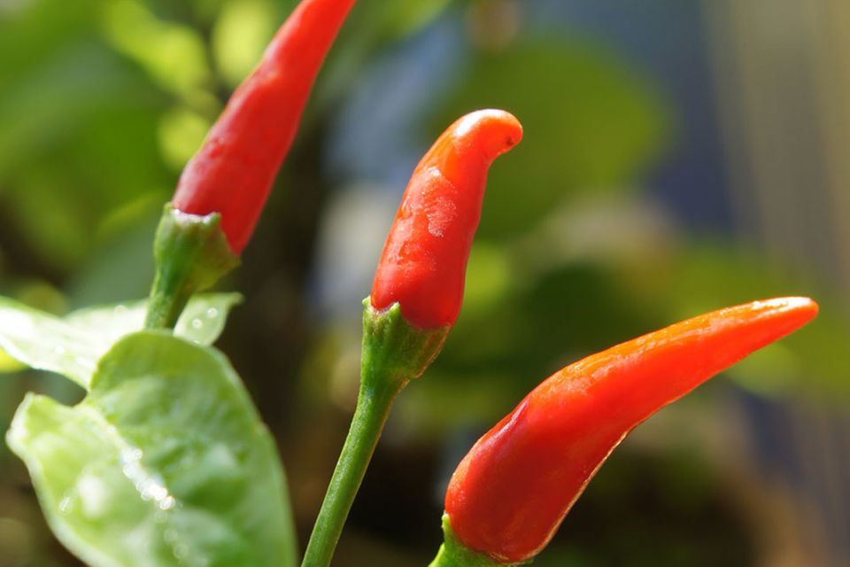 Von fruchtig-mild bis höllisch scharf: Chilis