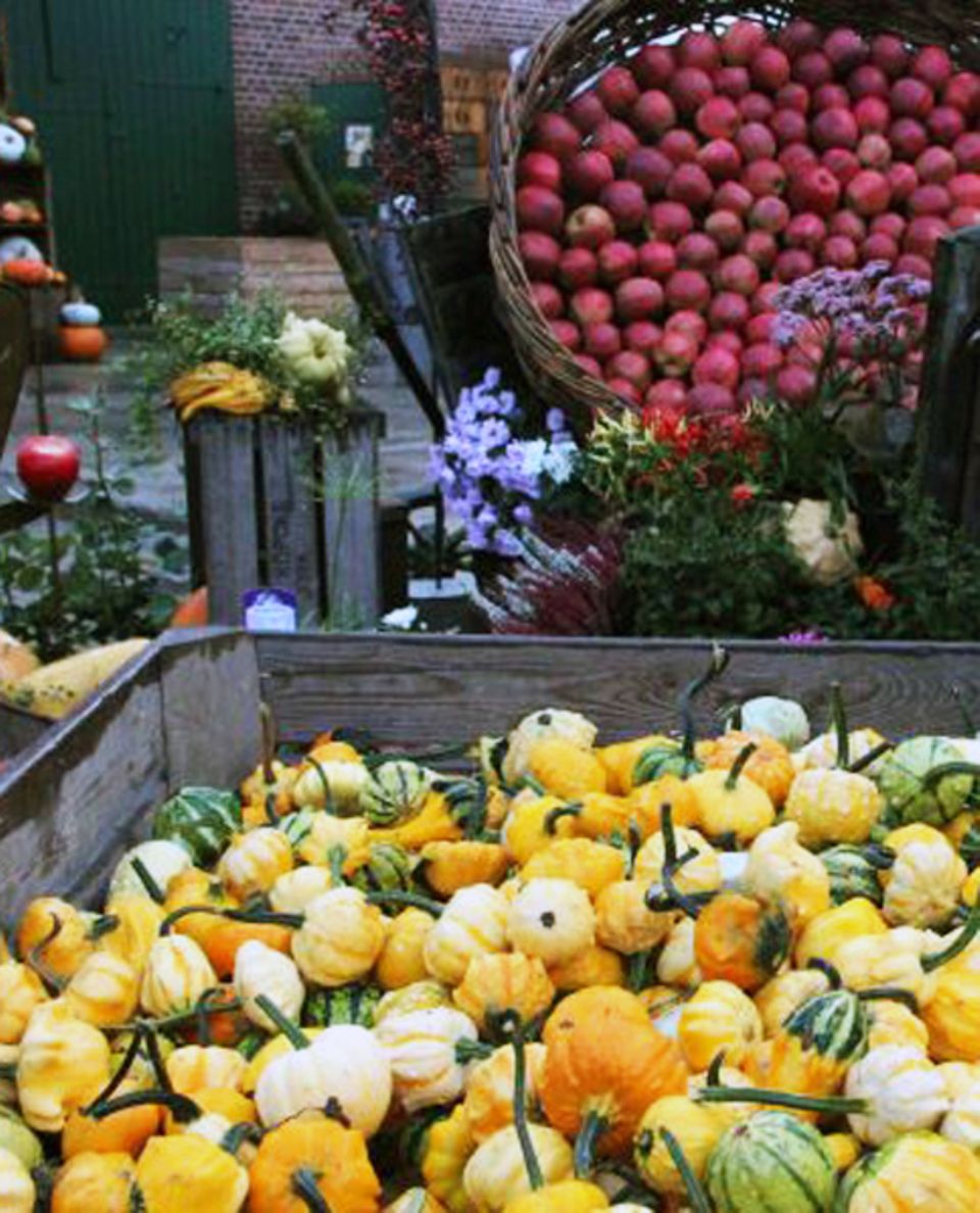 Bunte Kürbis- und Apfelvielfalt auf dem Obstparadies Schuback Bunte Kürbis- und Apfelvielfalt auf dem Obstparadies Schuback