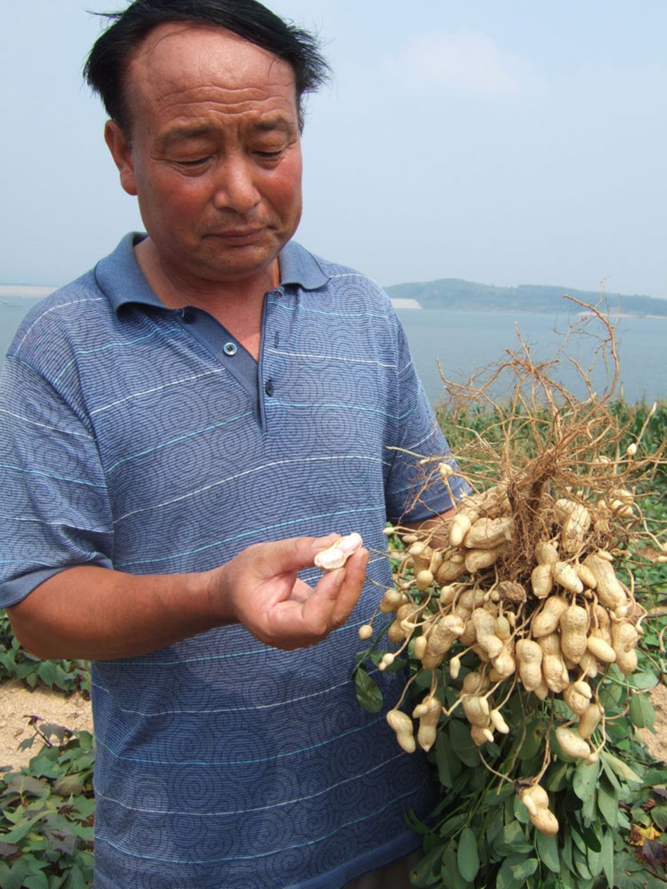 Fairer Erdnussanbau in der chinesischen Region Shandong Fairer Erdnussanbau in der chinesischen Region Shandong