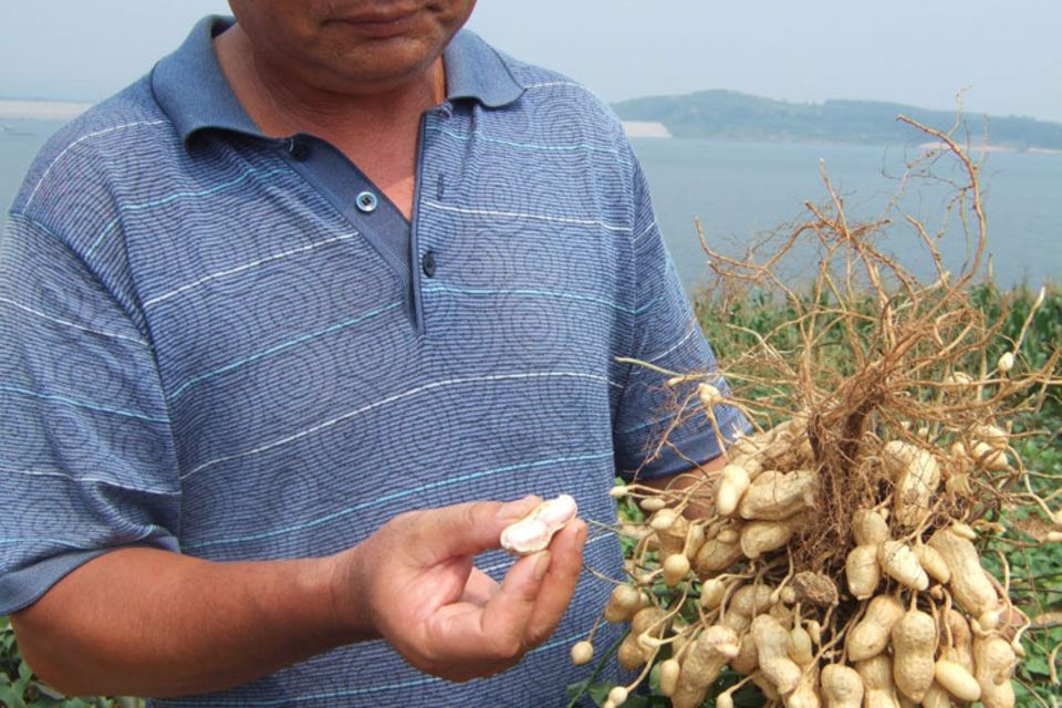 Fairer Erdnussanbau in der chinesischen Region Shandong
