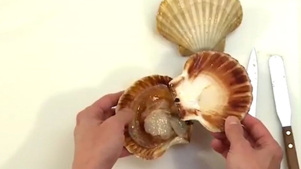 Das feste Fleisch der Jakobsmuscheln wird auch "Nüsschen" genannt Das feste Fleisch der Jakobsmuscheln wird auch "Nüsschen" genannt