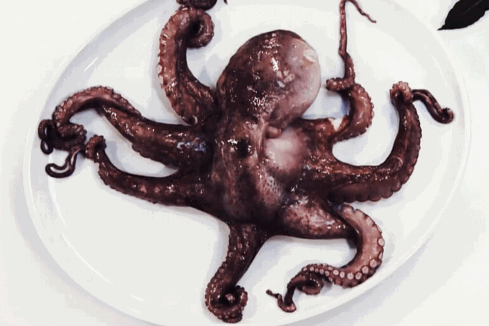 Geschmort oder gekocht wird der Oktopus zum Genuss.