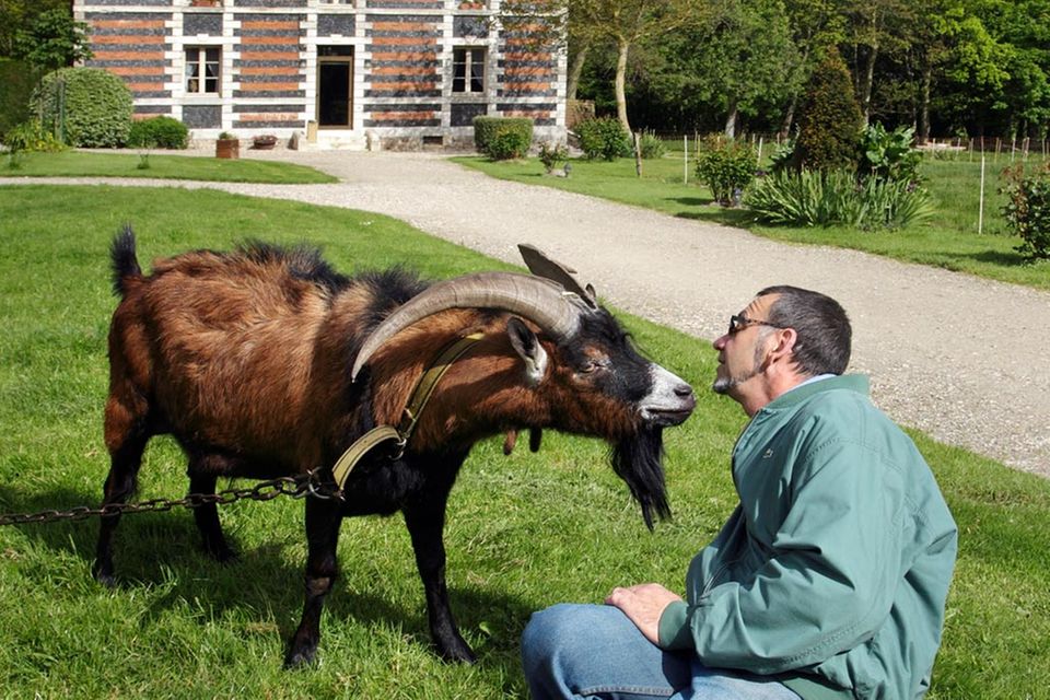 Bernard Dherbécourt mit seinem Ziegenbock. Nach zwei Jahren wird er der Herde zuliebe ausgetauscht