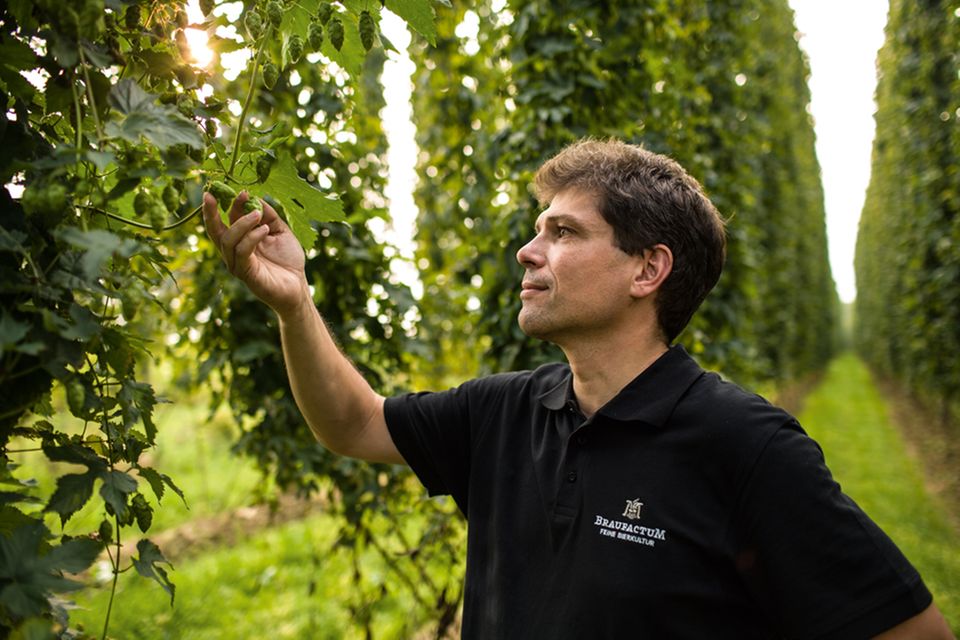 Qualitätscheck: Marc Rauschmann, Braumeister bei Braufactum, im Hopfenfeld Qualitätscheck: Marc Rauschmann, Braumeister bei Braufactum, im Hopfenfeld