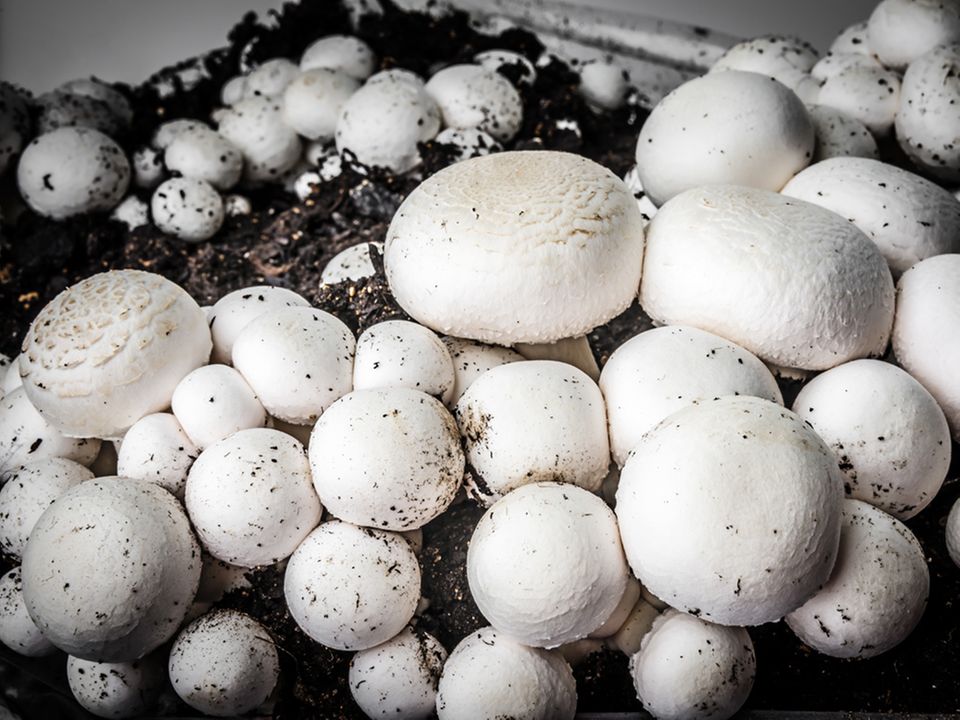 Gezüchtete Champignons bereit zur Ernte Gezüchtete Champignons bereit zur Ernte