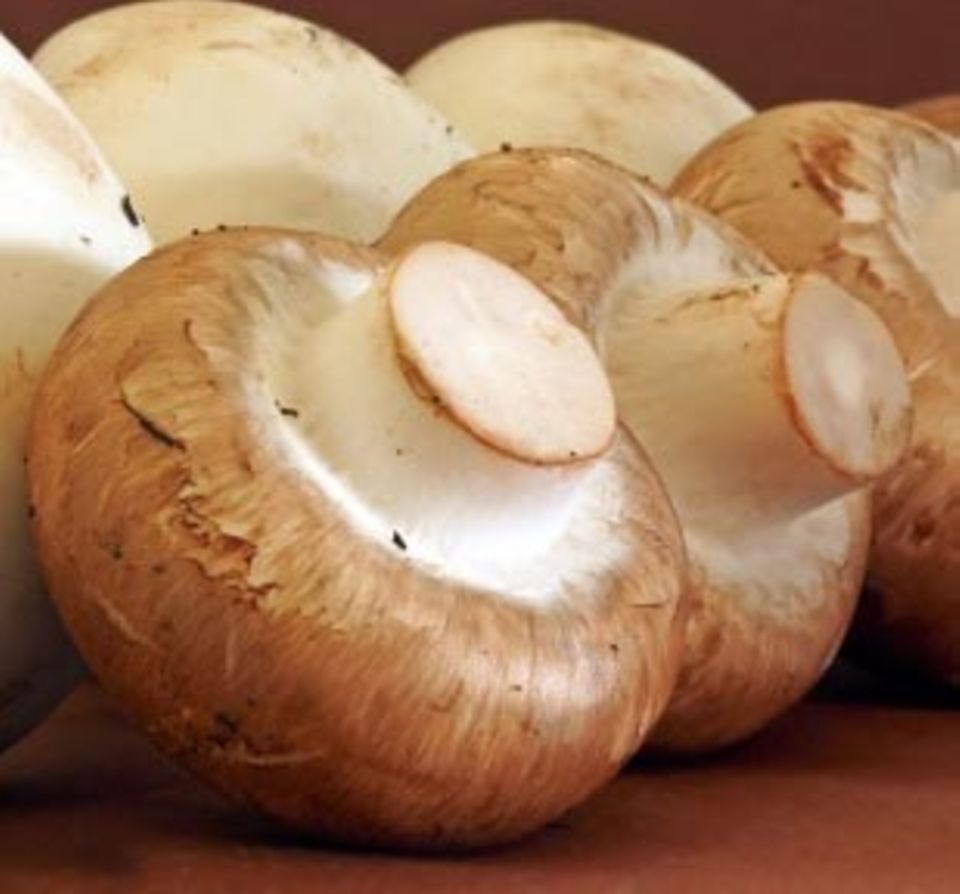 Champignons Champignons
