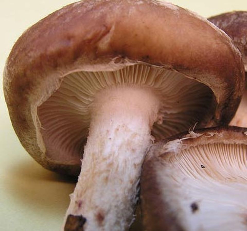 Shiitake Shiitake