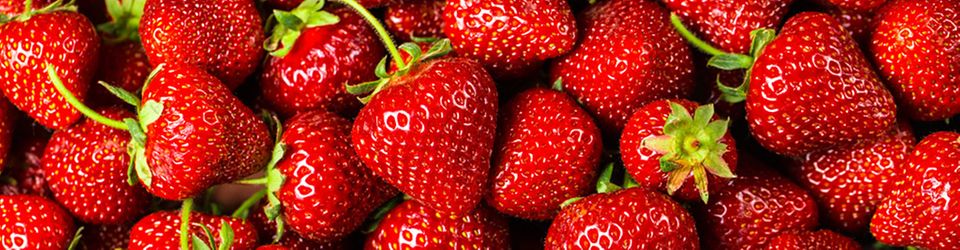 Sommer-Glück: frisch gepflückte Erdbeeren Sommer-Glück: frisch gepflückte Erdbeeren