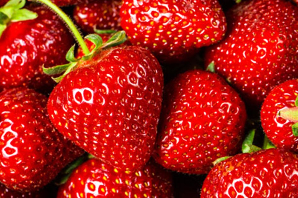 Sommer-Glück: frisch gepflückte Erdbeeren