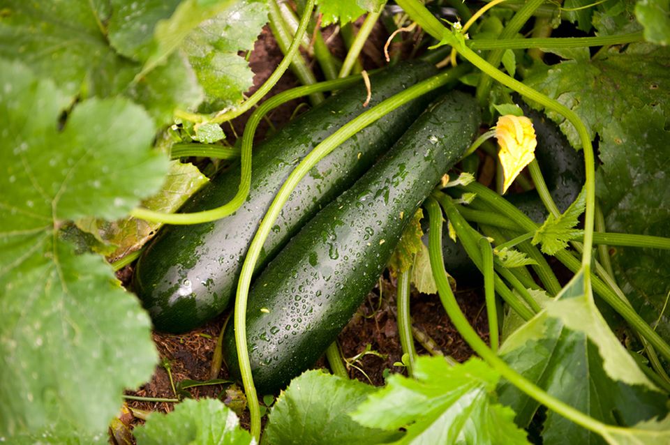 Grüne Zucchinifrucht im Beet Grüne Zucchinifrucht im Beet