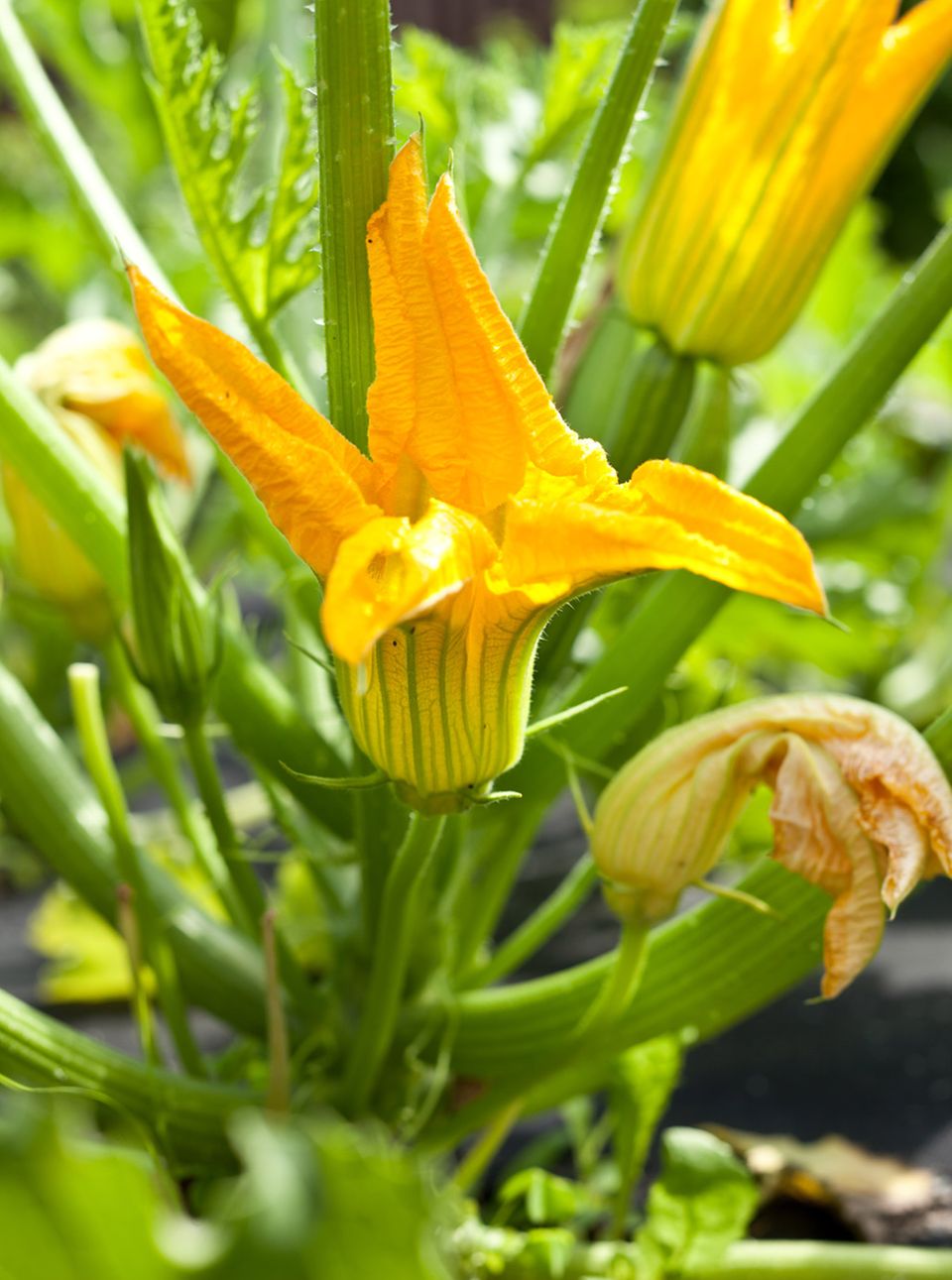 Männliche Blüte der Zucchinpflanze Männliche Blüte der Zucchinpflanze