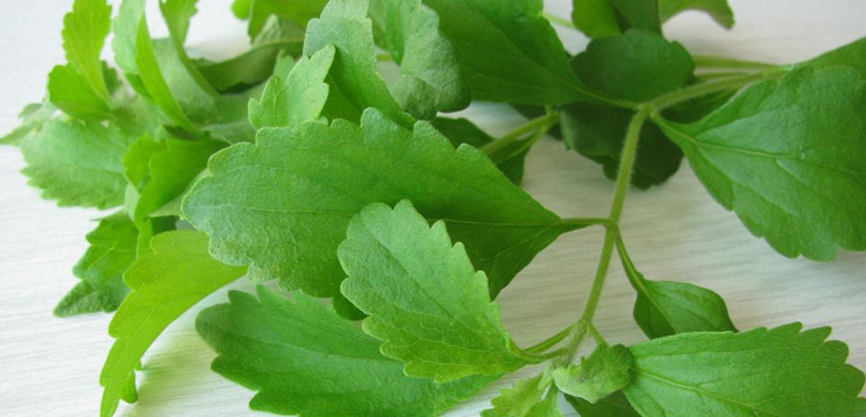 Der Süßstoff wird aus der Stevia Pflanze gewonnen Der Süßstoff wird aus der Stevia Pflanze gewonnen