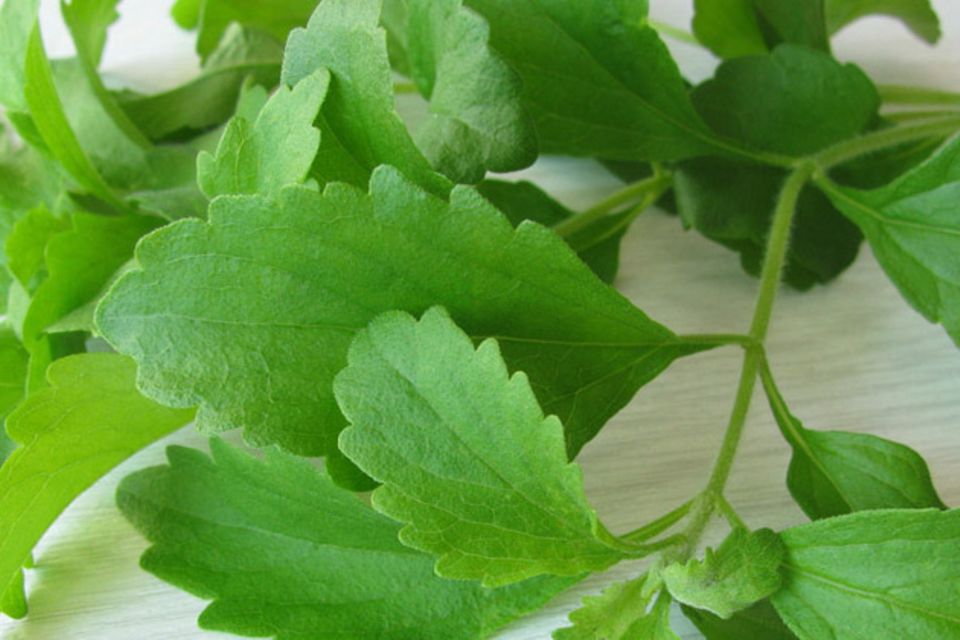 Der Süßstoff wird aus der Stevia Pflanze gewonnen