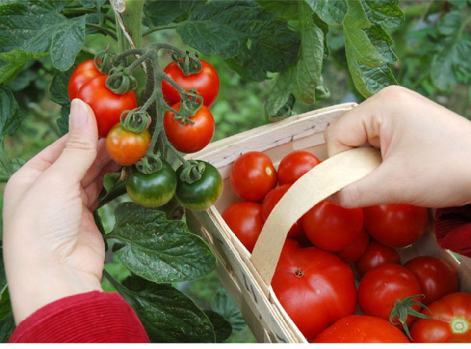 Köstlich aromatische Tomaten zum Selber ernten: Tomatenfest der Bio-Gärtnerei Sannmann Köstlich aromatische Tomaten zum Selber ernten: Tomatenfest der Bio-Gärtnerei Sannmann