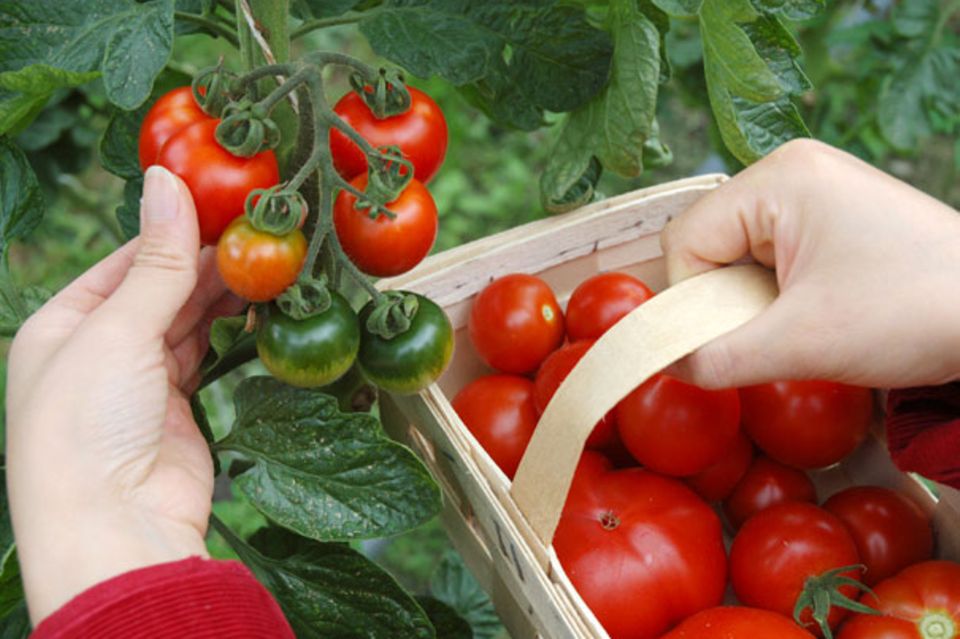 Köstlich aromatische Tomaten zum Selber ernten: Tomatenfest der Bio-Gärtnerei Sannmann