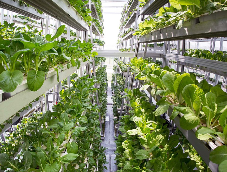 Drunter und drüber: In Singapur wachsen Pak choi und anderes Gemüse in Etagen Drunter und drüber: In Singapur wachsen Pak choi und anderes Gemüse in Etagen