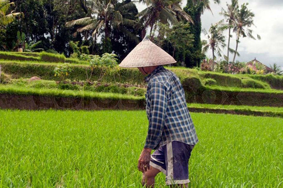 Eine Frau bei der Arbeit auf dem Reisfeld